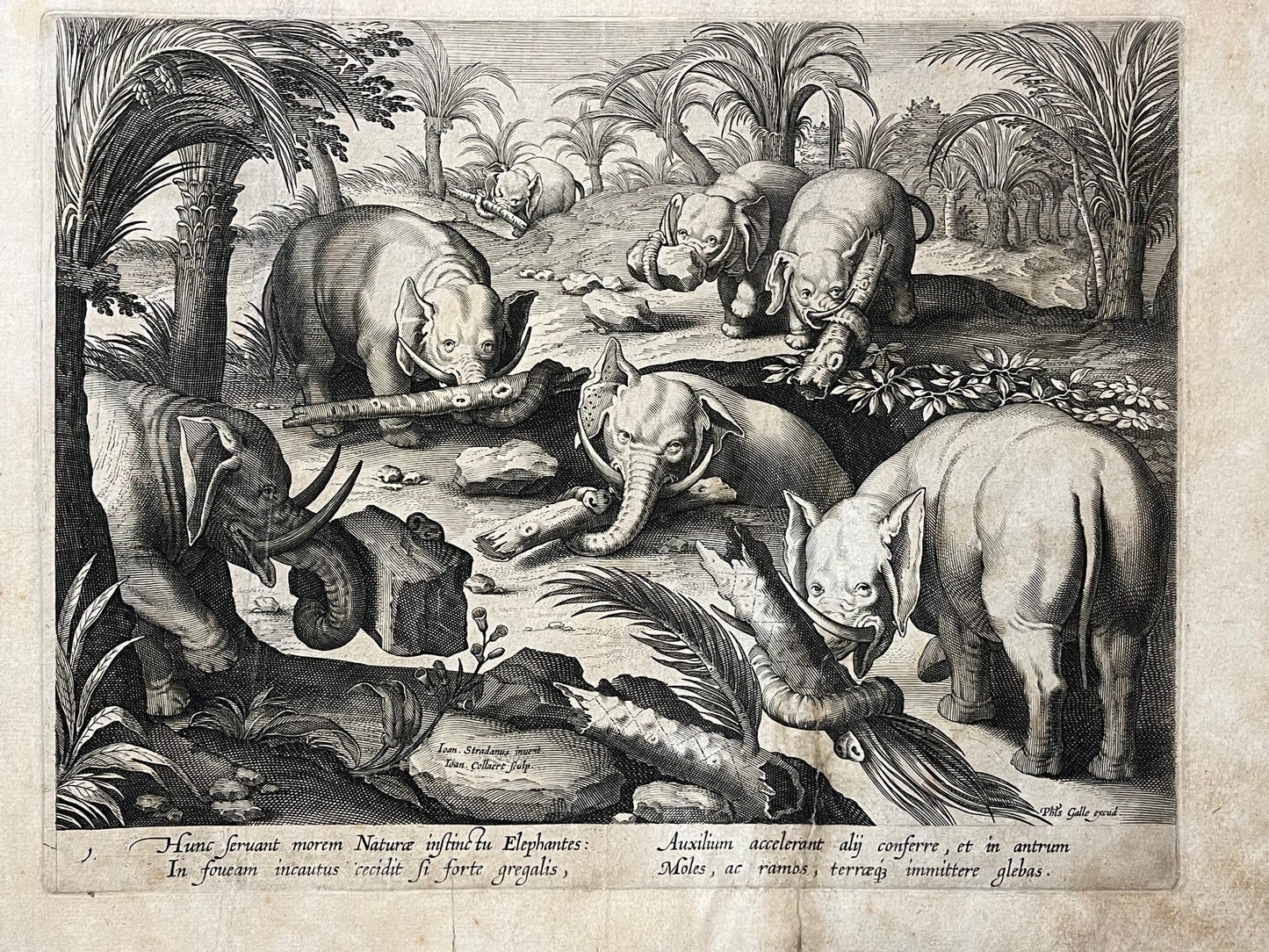 Stradanus/Galle - "Venationes ferarum, avium, piscium" - album of 51 prints - c1600
