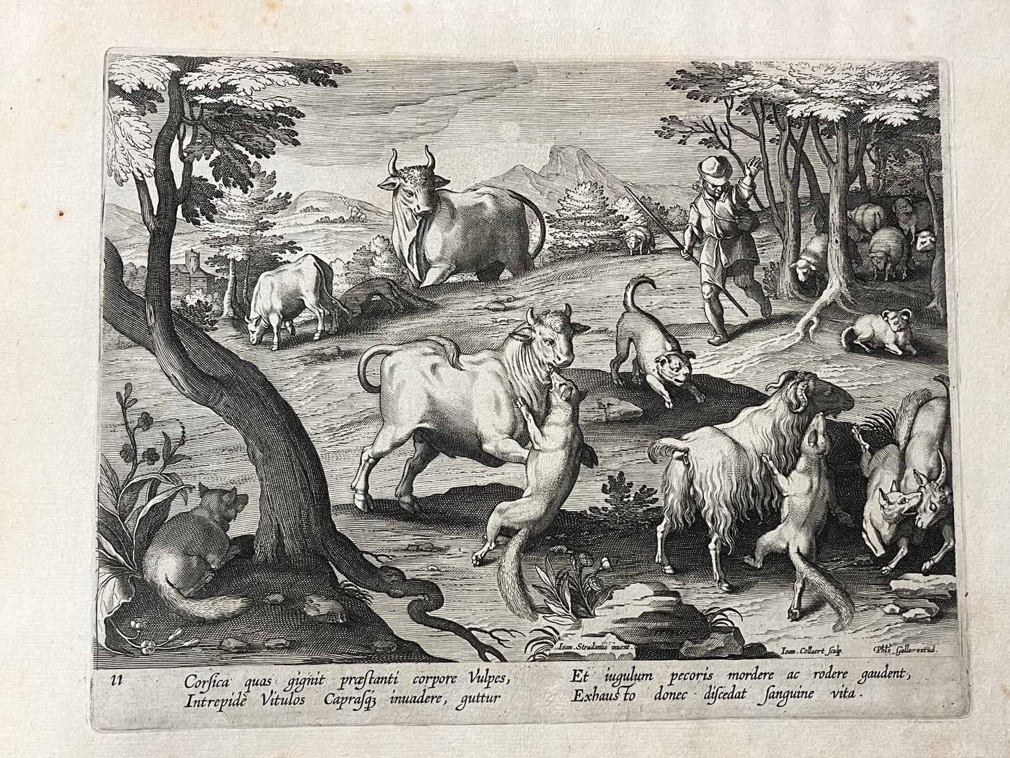 Stradanus/Galle - "Venationes ferarum, avium, piscium" - album of 51 prints - c1600