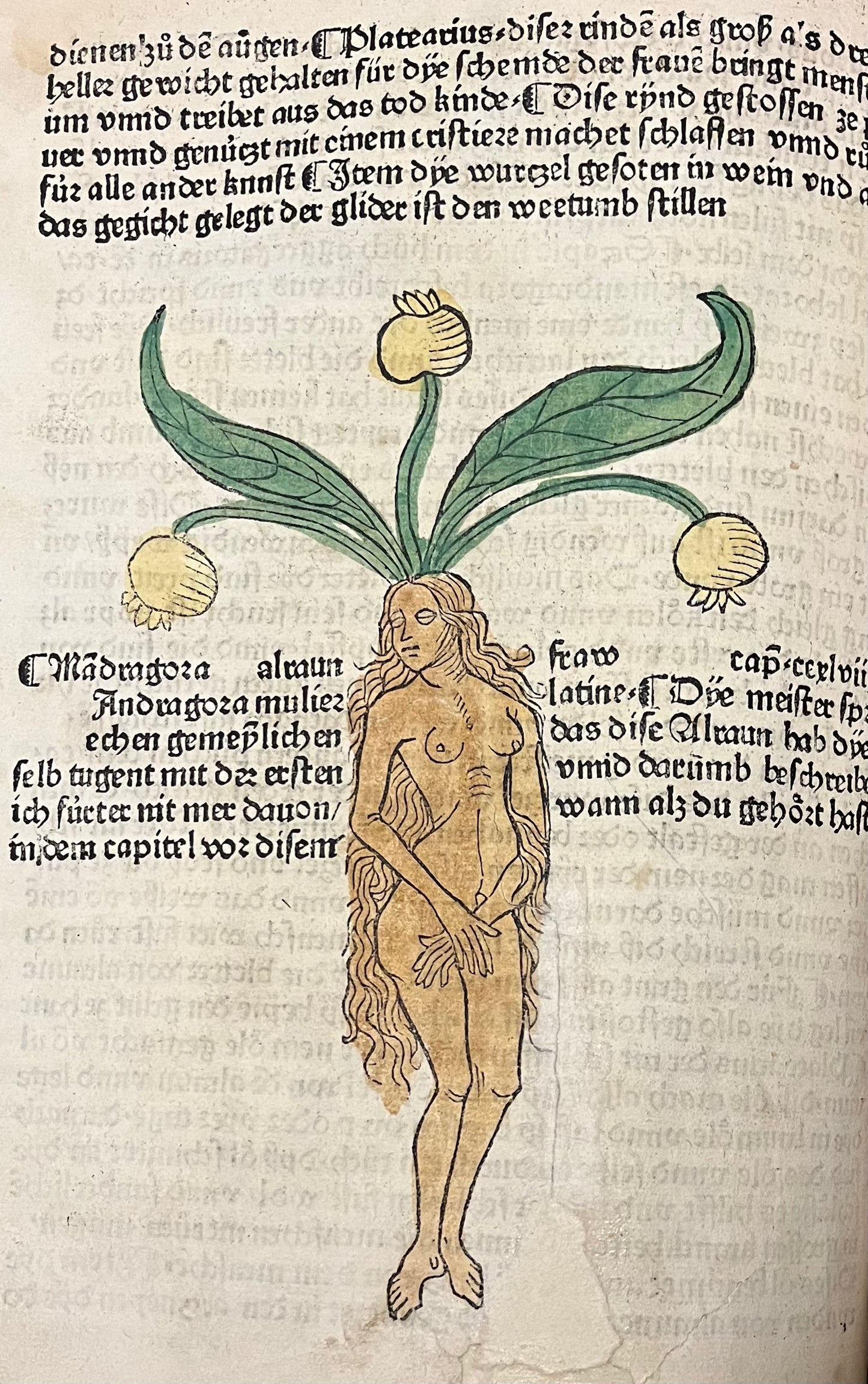 Incunable "Mainz" Herbal - 1485 "Gart der Gesundheit" -Schönsperger - Mandrake / Elephant with contemporary hand colouring