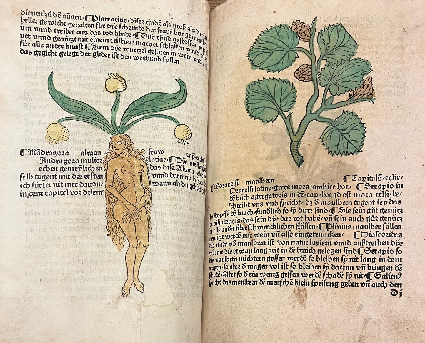 Incunable "Mainz" Herbal - 1485 "Gart der Gesundheit" -Schönsperger - Mandrake / Elephant with contemporary hand colouring