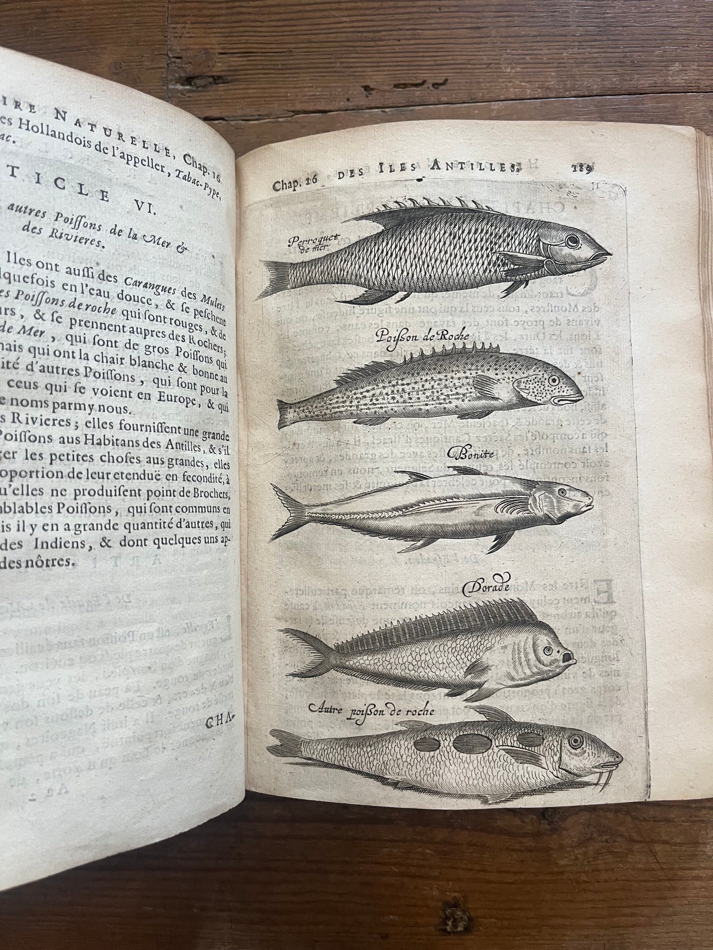 L’Histoire Naturelle et Morale Des Iles Antilles D’Amerique - 1717
