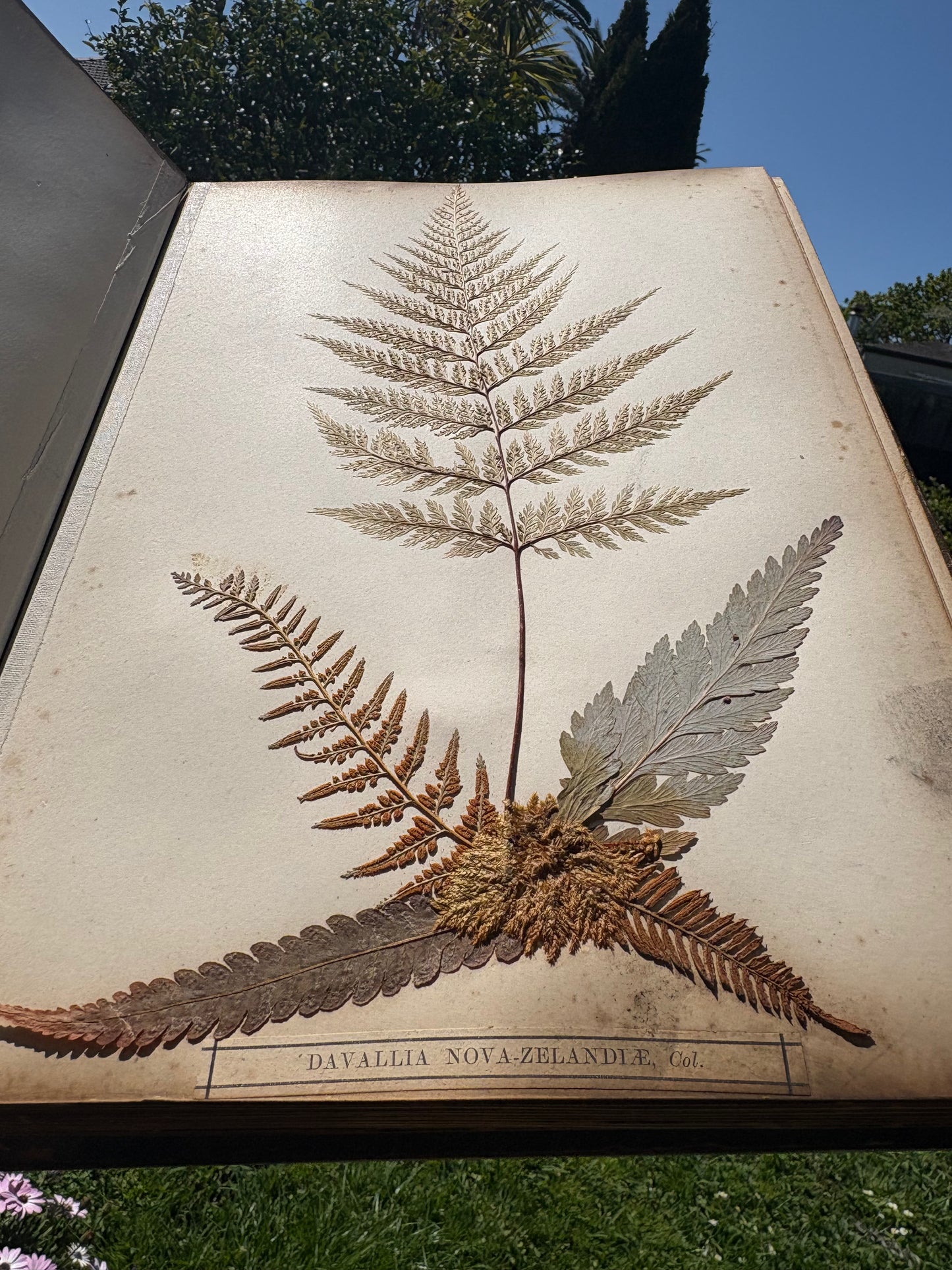 Eric Craig - "New Zealand Ferns" - Complete album of 31 ferns in contemporary Kauri boards - 1886