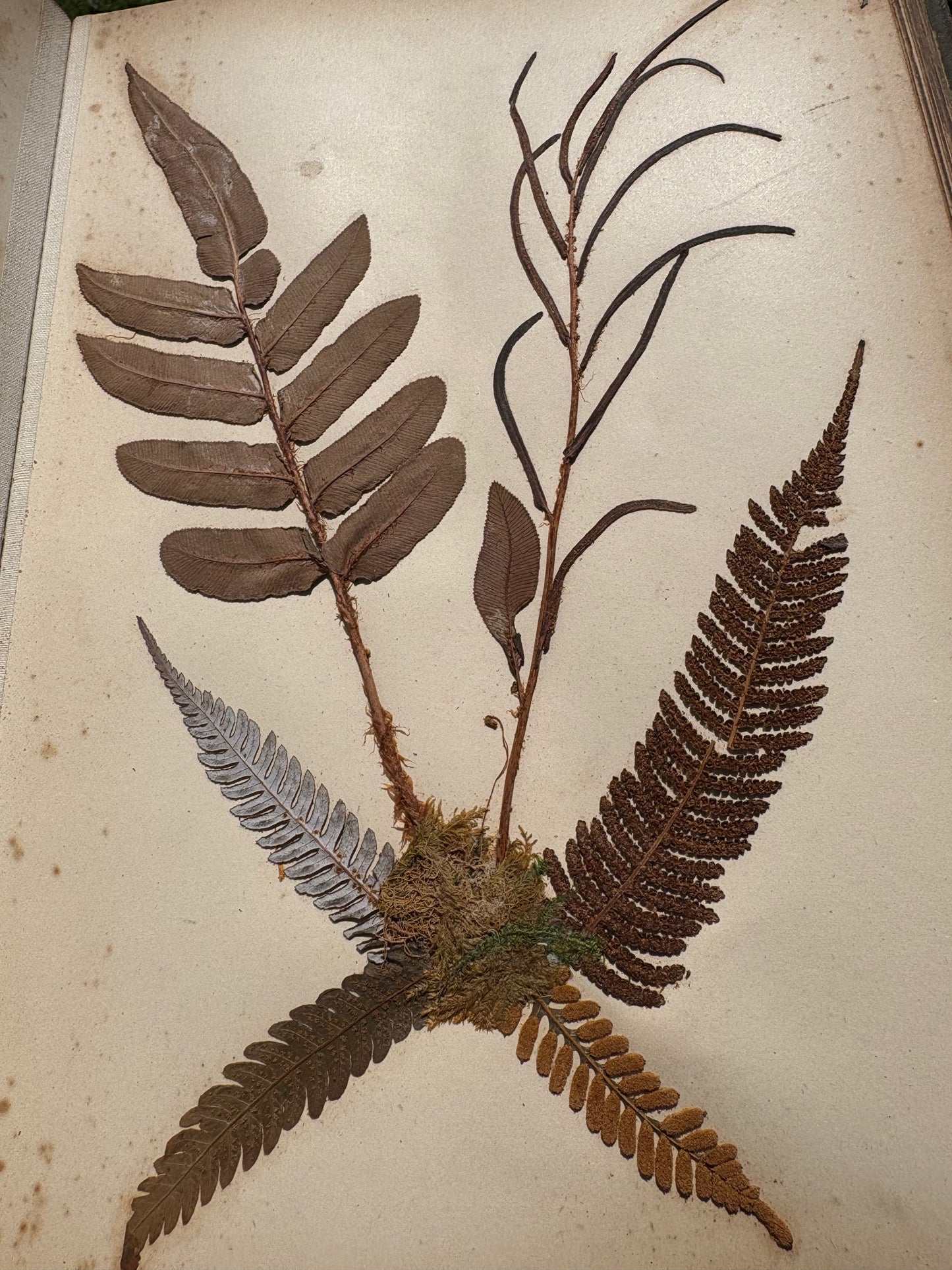 Eric Craig - "New Zealand Ferns" - Complete album of 31 ferns in contemporary Kauri boards - 1886