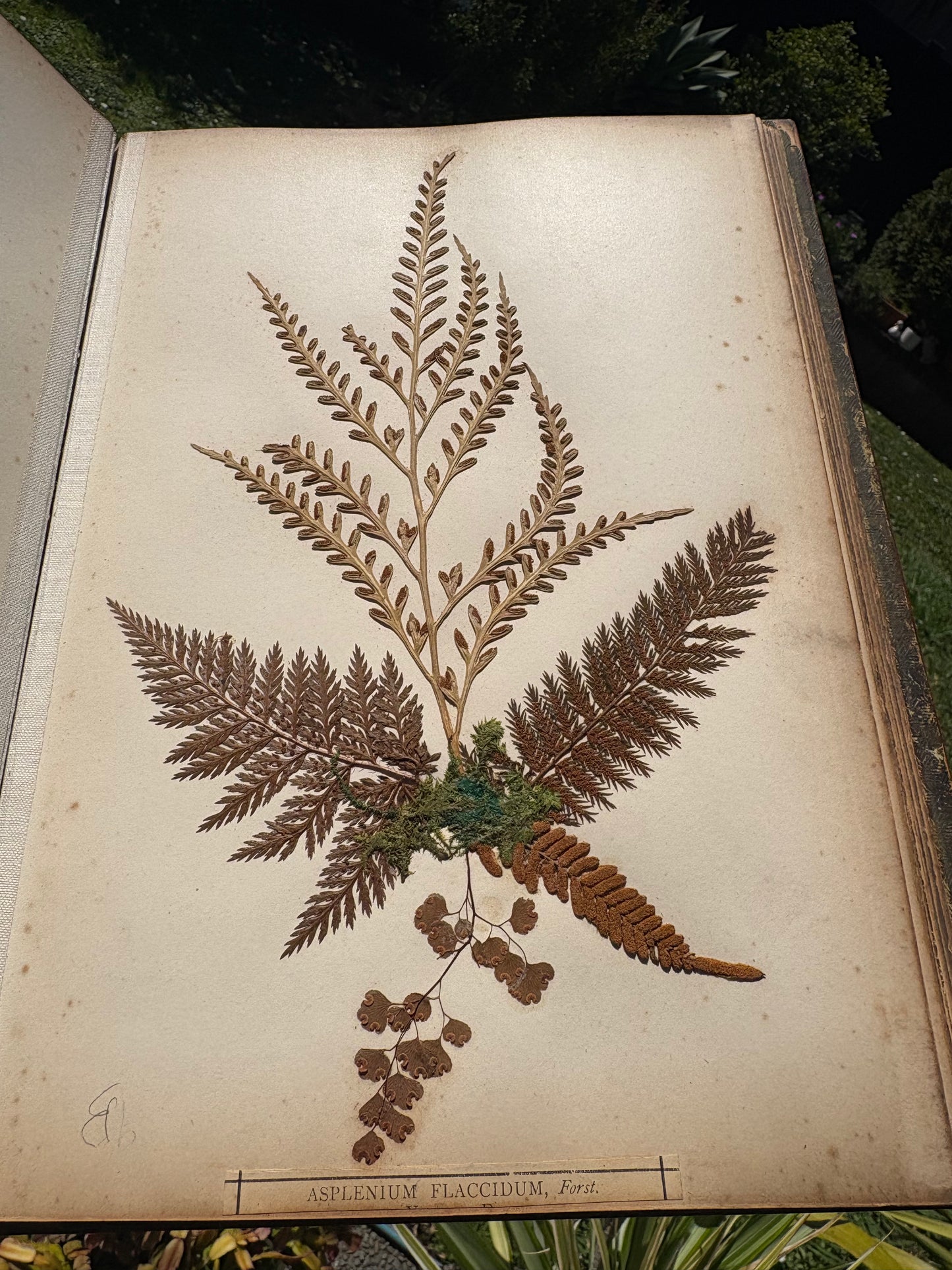 Eric Craig - "New Zealand Ferns" - Complete album of 31 ferns in contemporary Kauri boards - 1886