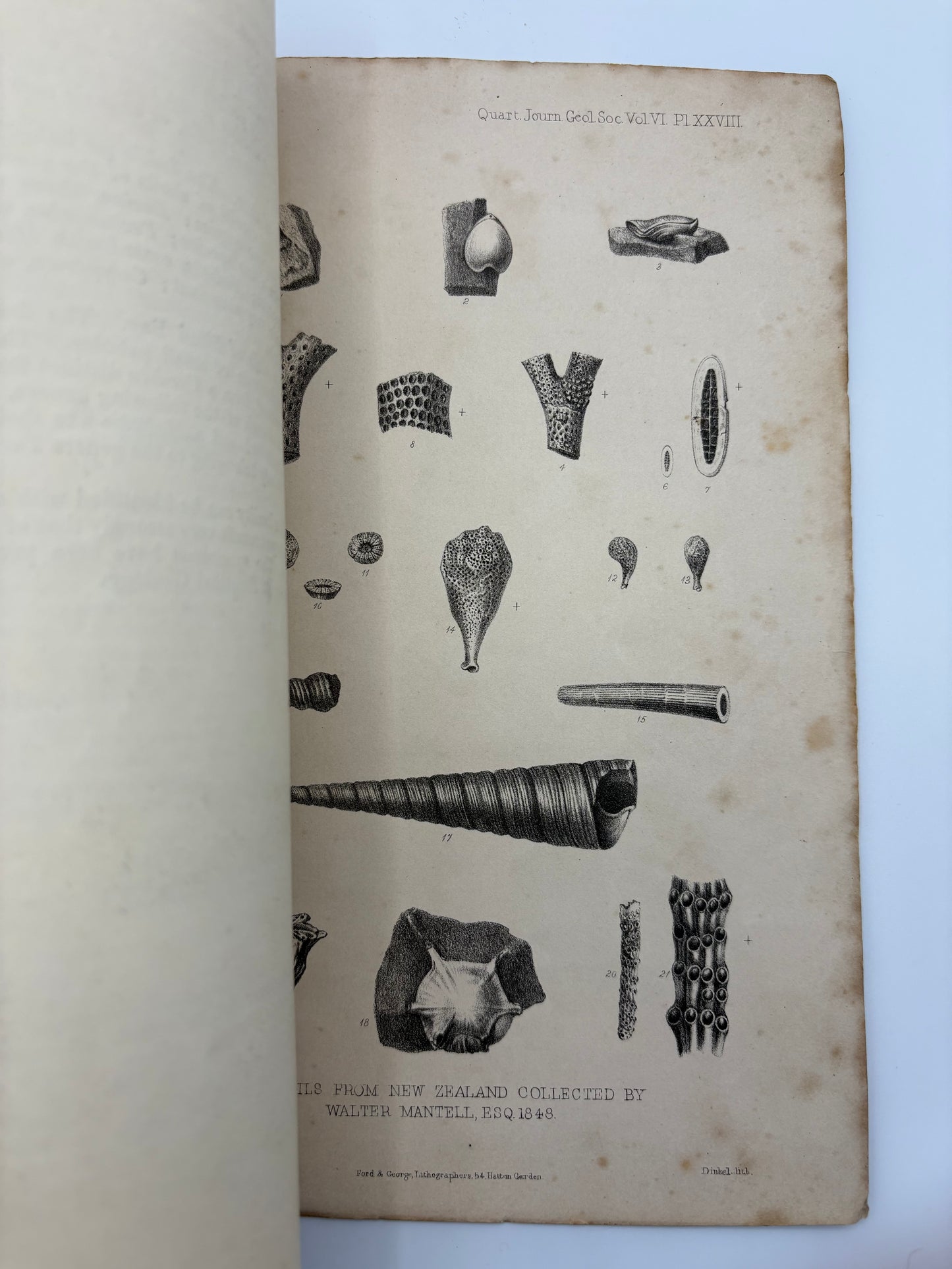 One of the Eariest works on the Moa - Dedication copy by Gideon Mantell to John Tomes - "Notice of the remains of the Dinornis and other Birds" - 1850