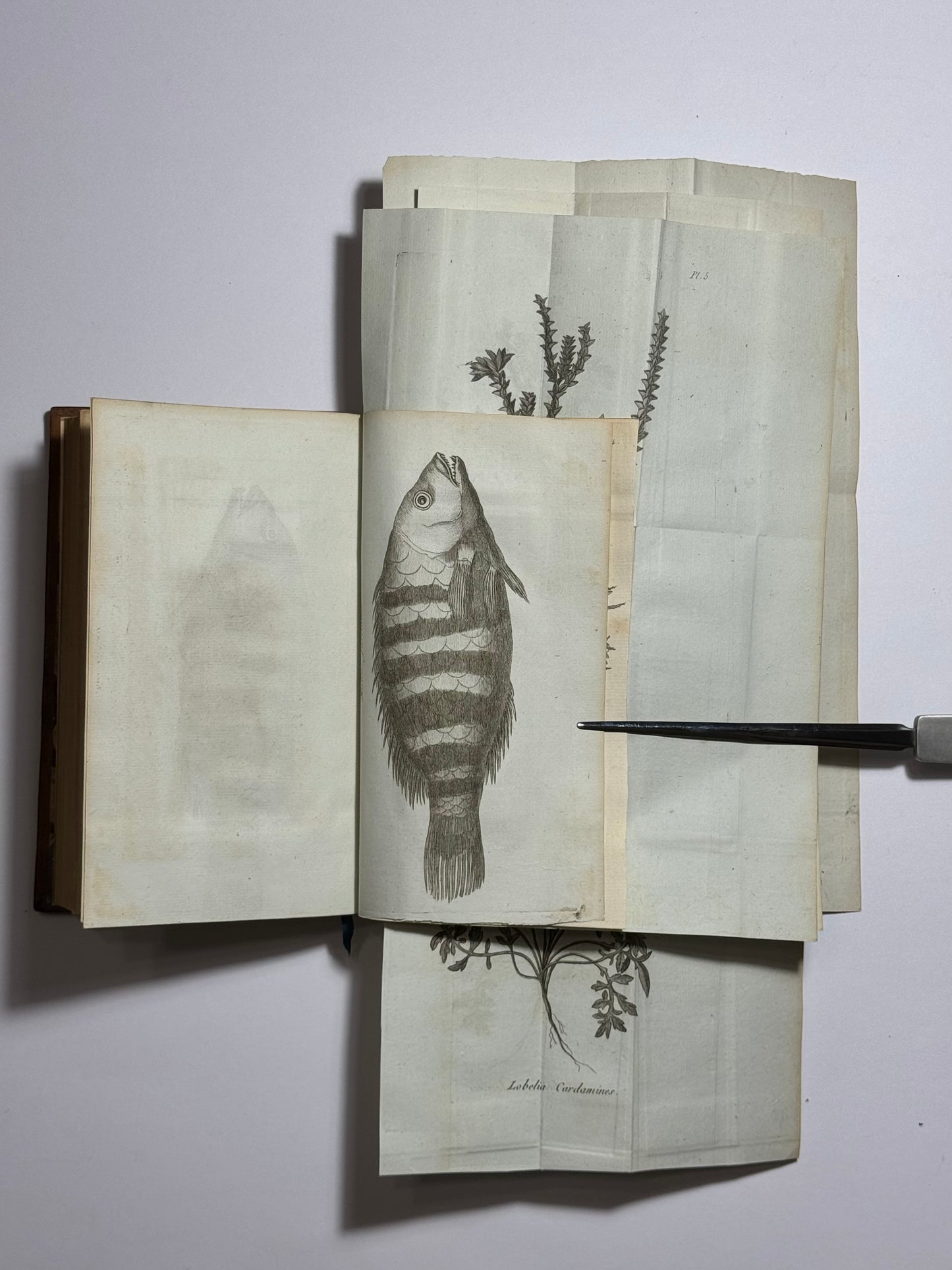 “18th Century Swedish account of Japan and the Dutch in Nagasaki” - ”Voyages de C.P. Thunberg au Japon"