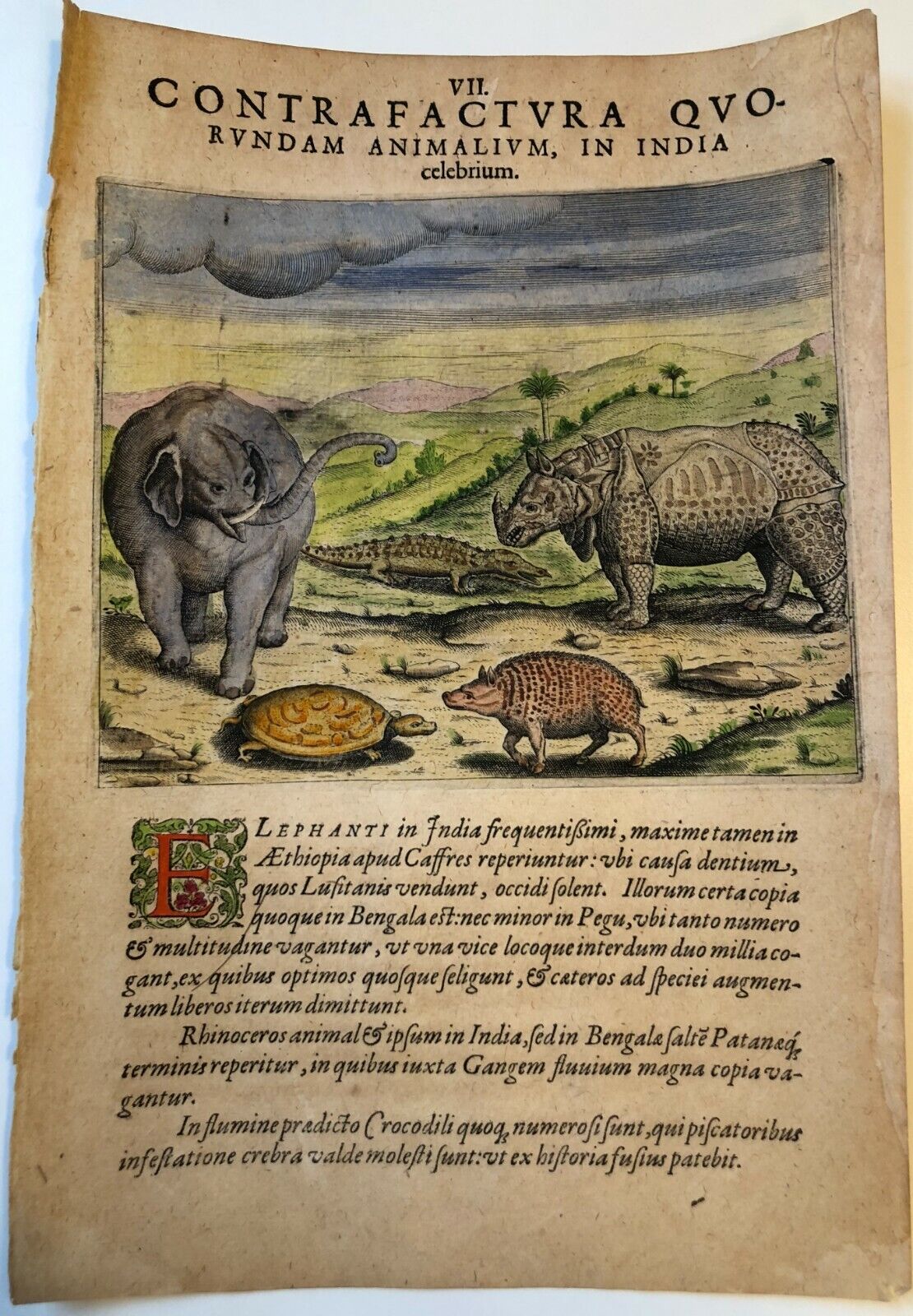 De Bry - ”An Elephant, A Rhinoceros and a Crocodile” - 1601 - Linschoten - India