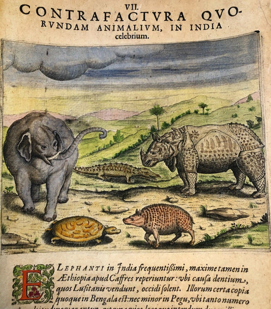 De Bry - ”An Elephant, A Rhinoceros and a Crocodile” - 1601 - Linschoten - India