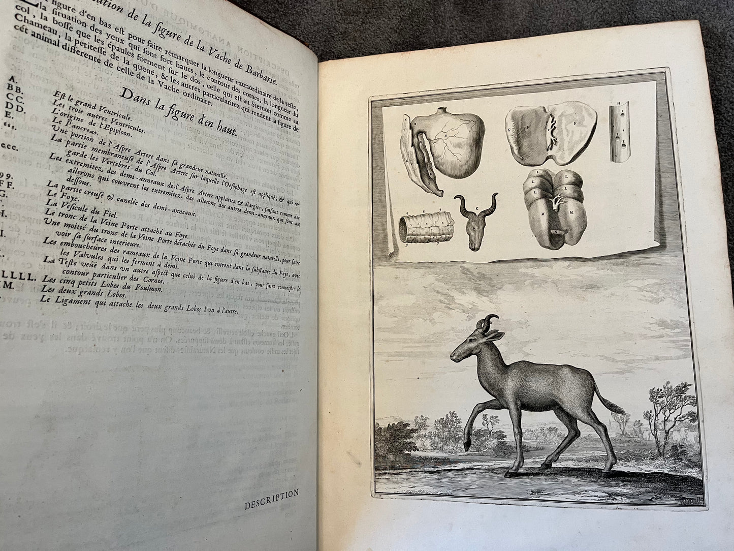Suite des Memoires pour Servir a l’histoire Naturelle des Animaux” 1676 - Perrault