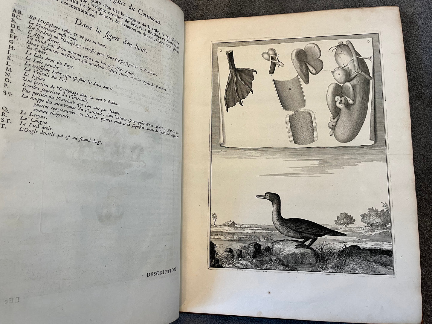 Suite des Memoires pour Servir a l’histoire Naturelle des Animaux” 1676 - Perrault