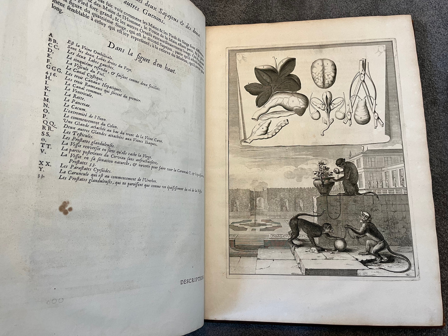 Suite des Memoires pour Servir a l’histoire Naturelle des Animaux” 1676 - Perrault