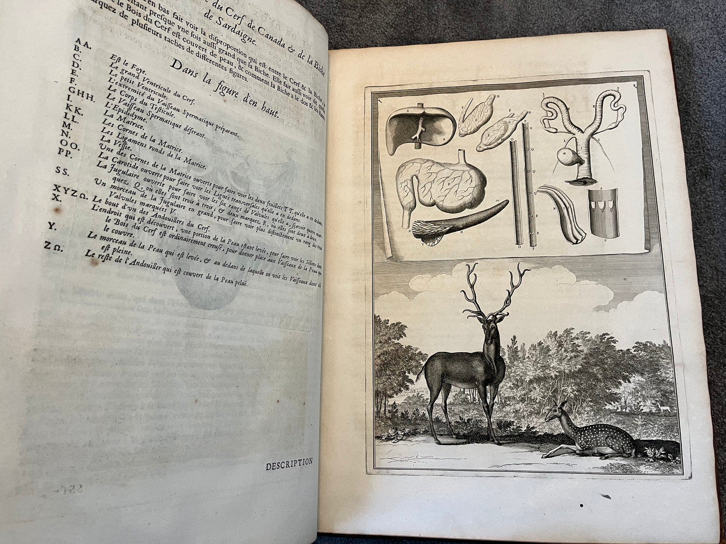 Suite des Memoires pour Servir a l’histoire Naturelle des Animaux” 1676 - Perrault