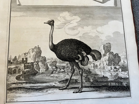 Suite des Memoires pour Servir a l’histoire Naturelle des Animaux” 1676 - Perrault