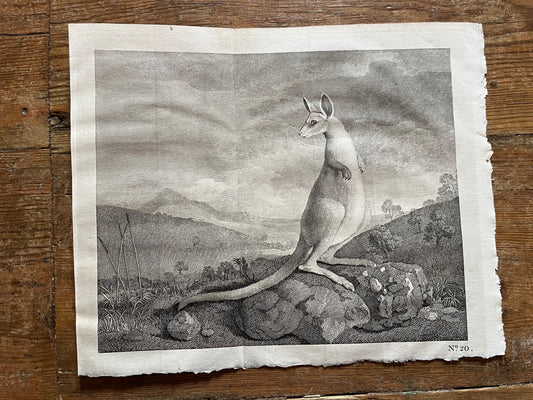 First engraving of a Kanagroo - 1773