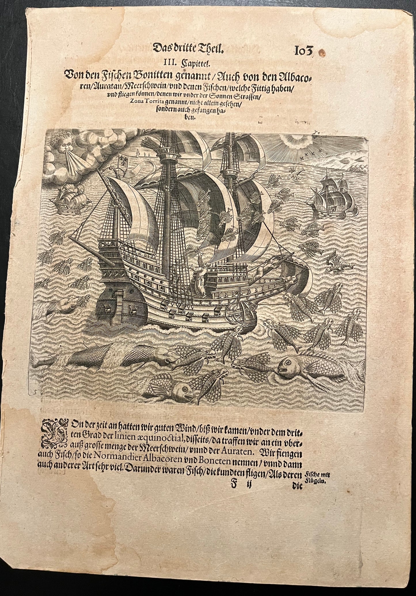 Flying Fish and Dolphins - De Bry - 1592