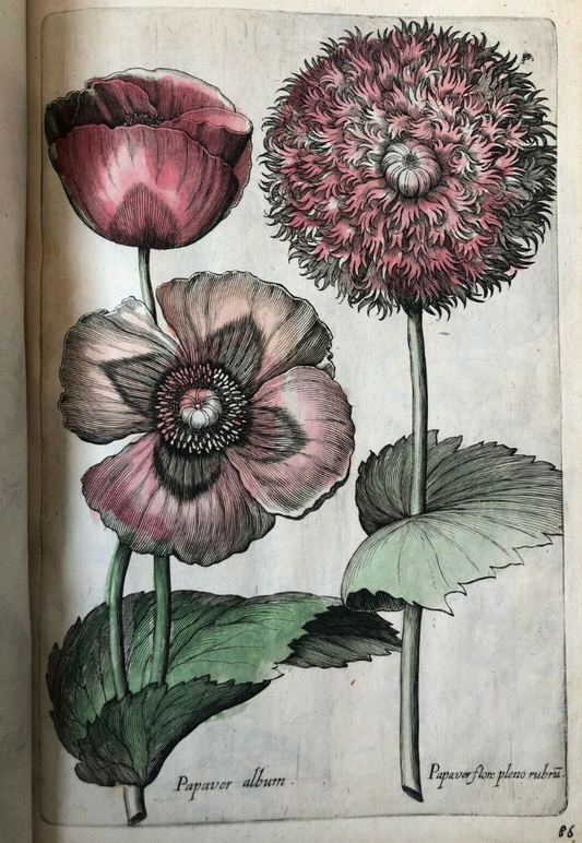 Florilegium Novum, Hoc est: Variorum maximeque rariorum Florum ac Plantarum singulariumunà cum suis radicibus & cepis, Eicones diligenter aere sculptae & ad vivum ut plurimum expressae.