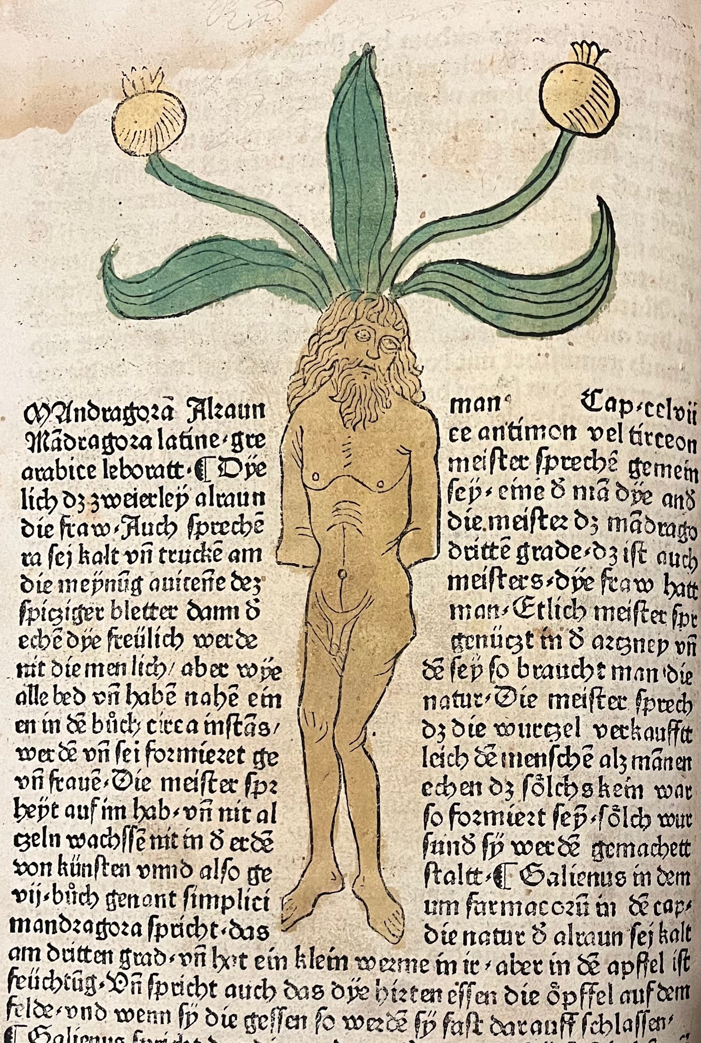 Incunable "Mainz" Herbal - 1485 "Gart der Gesundheit" -Schönsperger - Mandrake / Elephant with contemporary hand colouring