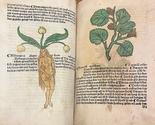 Incunable "Mainz" Herbal - 1485 "Gart der Gesundheit" -Schönsperger - Mandrake / Elephant with contemporary hand colouring