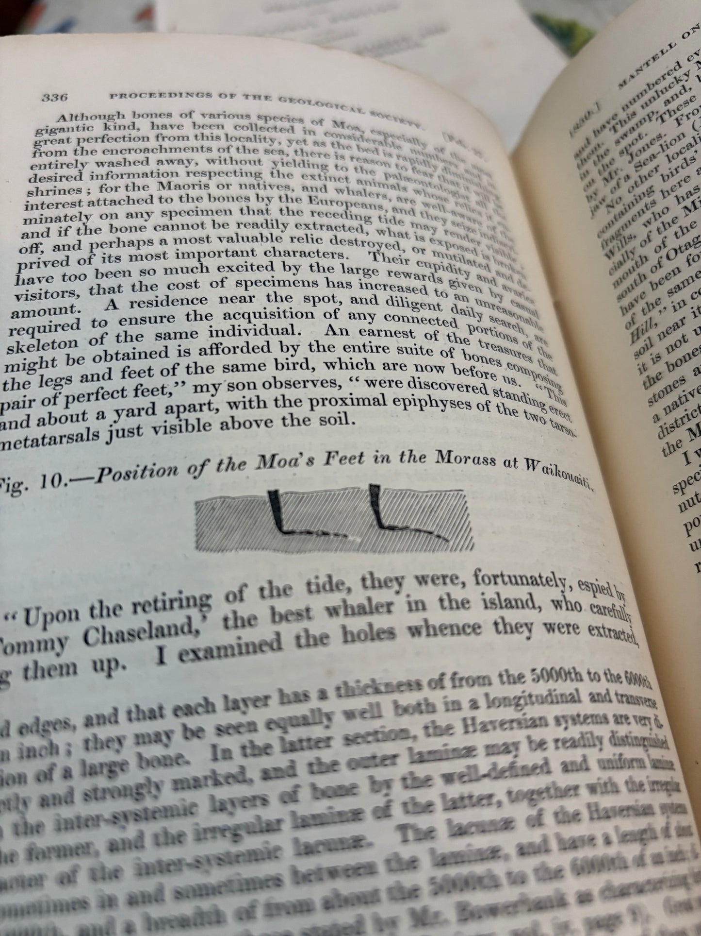 One of the Eariest works on the Moa - Dedication copy by Gideon Mantell to John Tomes - "Notice of the remains of the Dinornis and other Birds" - 1850