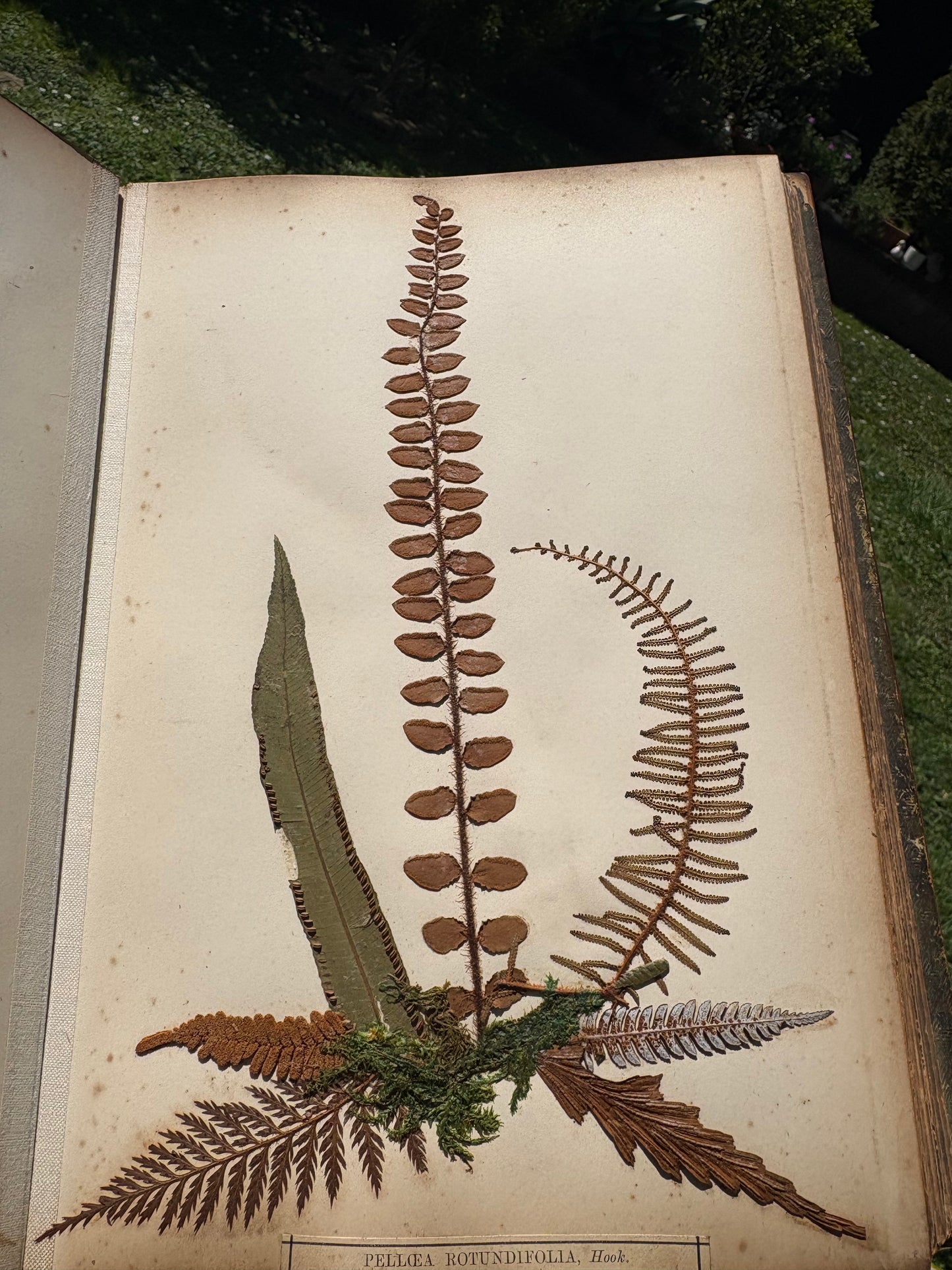 Eric Craig - "New Zealand Ferns" - Complete album of 31 ferns in contemporary Kauri boards  - 1886