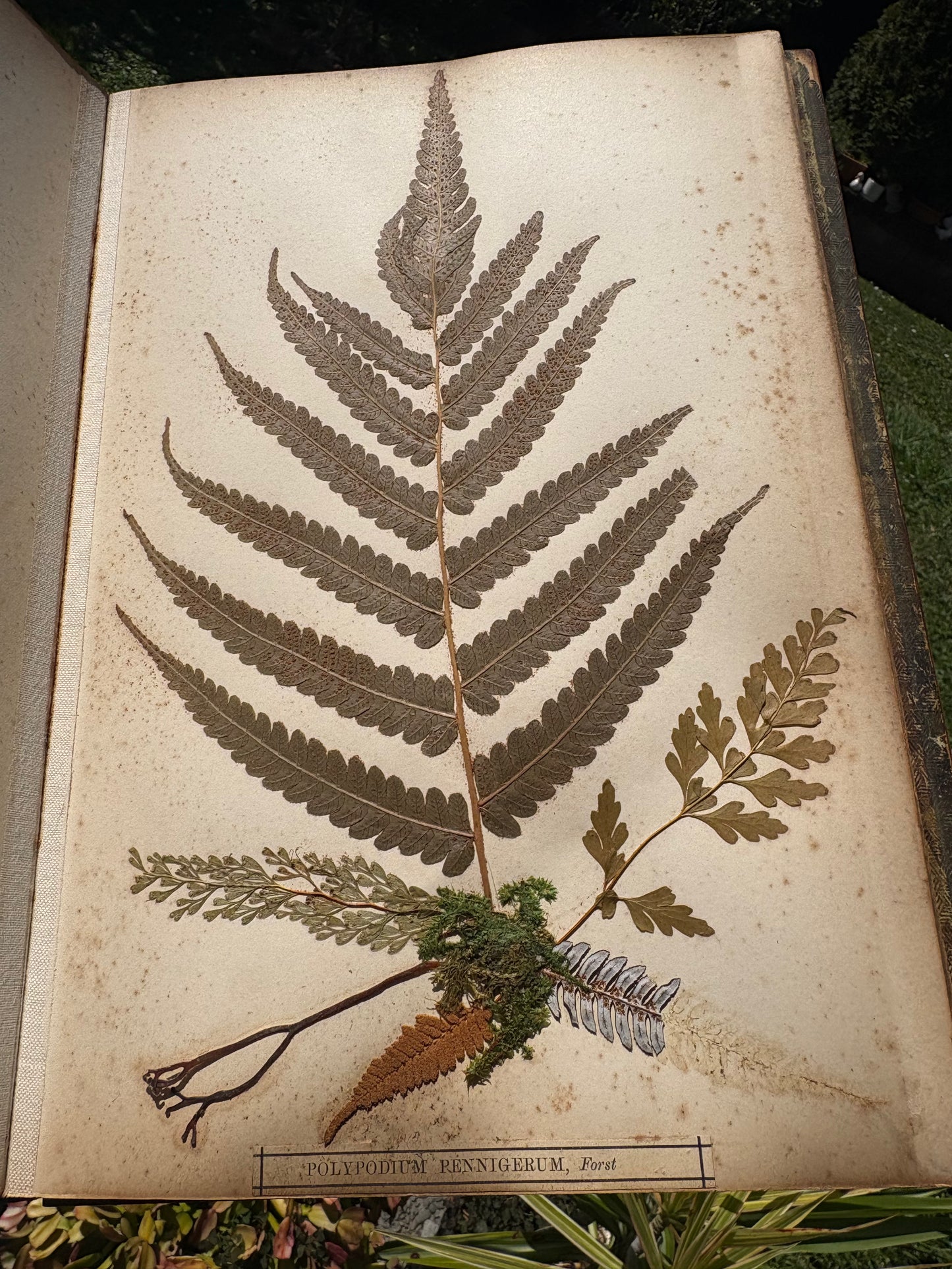 Eric Craig - "New Zealand Ferns" - Complete album of 31 ferns in contemporary Kauri boards  - 1886