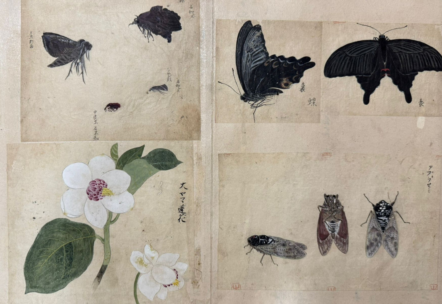 Japanese album of 52 original Ink drawings c1900 - Birds, Flowers, Butterflies