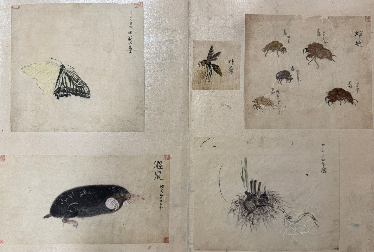 Japanese album of 52 original Ink drawings c1900 - Birds, Flowers, Butterflies