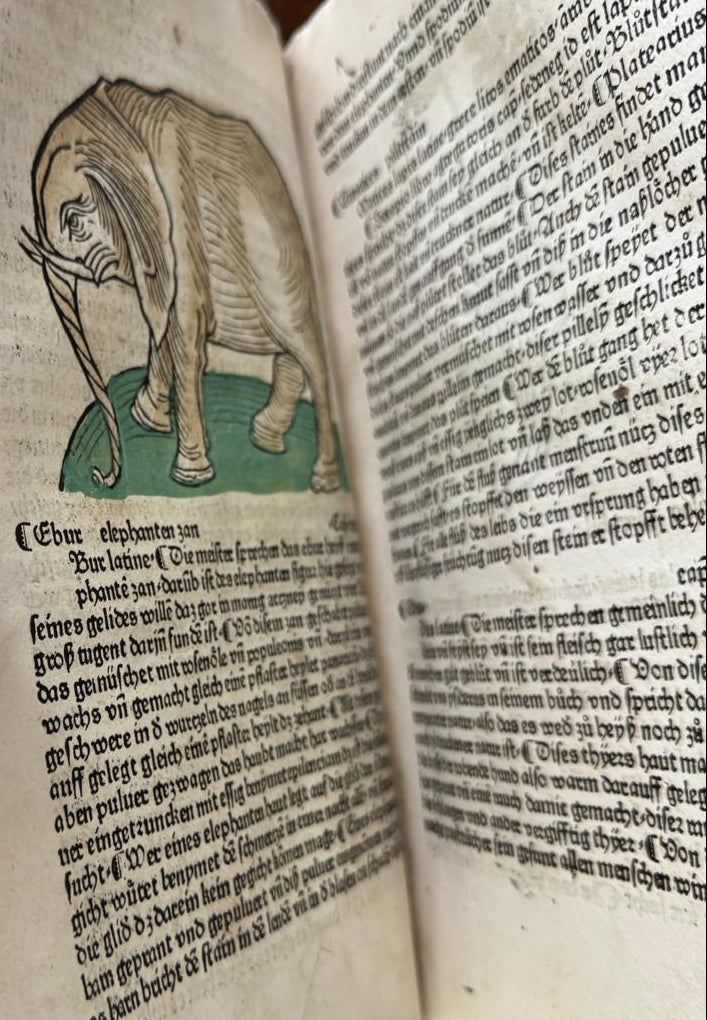 Incunable "Mainz" Herbal - 1485 "Gart der Gesundheit" -Schönsperger - Mandrake / Elephant with contemporary hand colouring